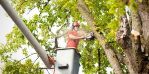 Tree service worker